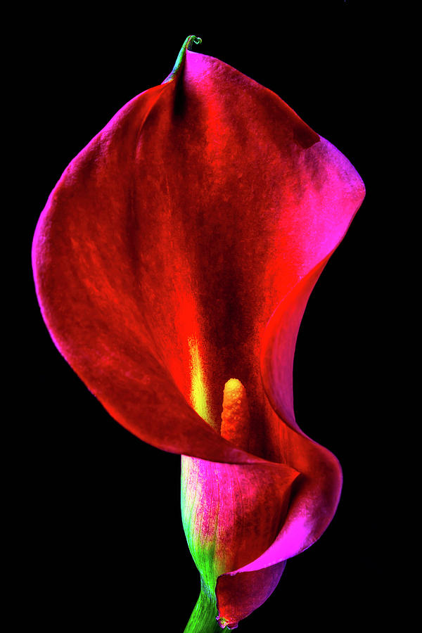 Beautiful Red Calla Lily 2 Photograph by Garry Gay