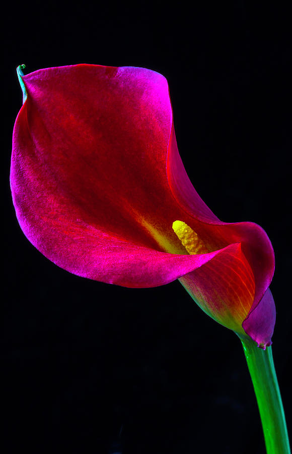 Beautiful Red Calla Lily Photograph by Garry Gay