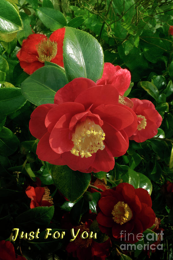 Beautiful Red Camellia Just For You Photograph by Terri Waters