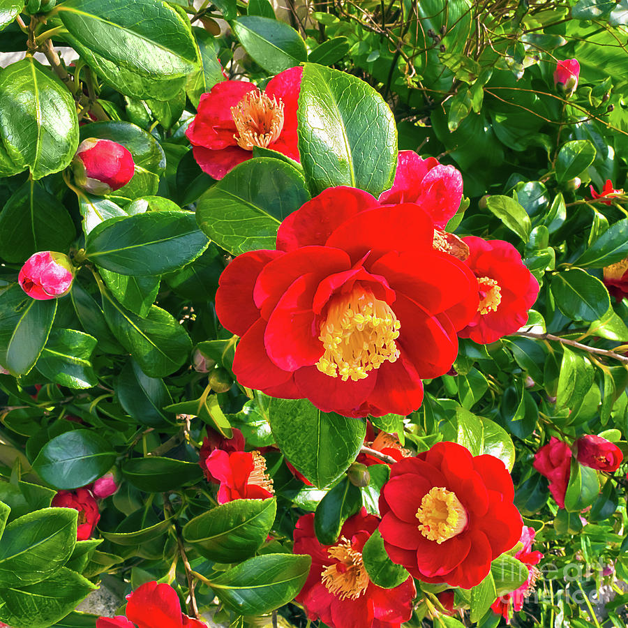 Beautiful Red Camellia Photograph by Terri Waters