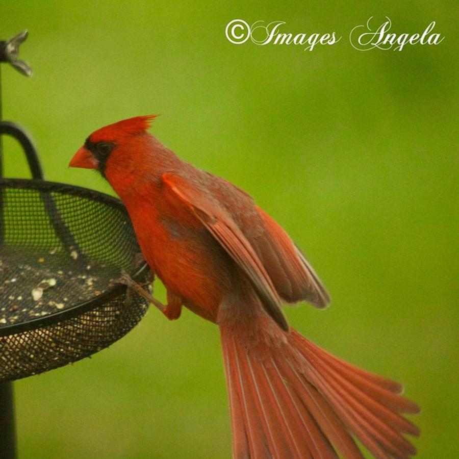 Nature Photograph - Beautiful Red Cardinal. #bird #birds by Angela Ahrens