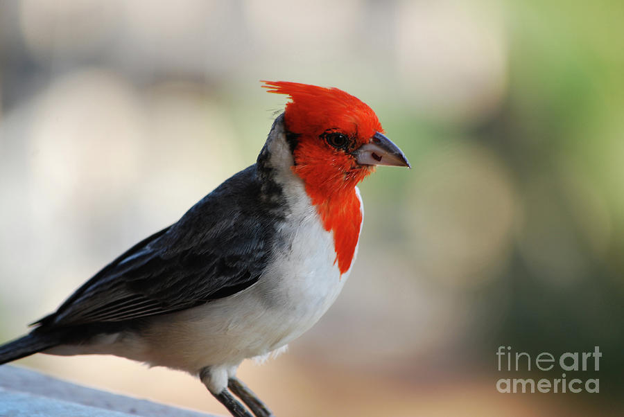 Beautiful Red Crested Cardinal Bird on a Railing Photograph by DejaVu Designs
