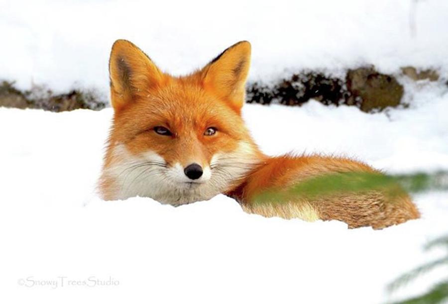 Fox Photograph - Red fox by Sannamari Blinnikka-Tyrvainen
