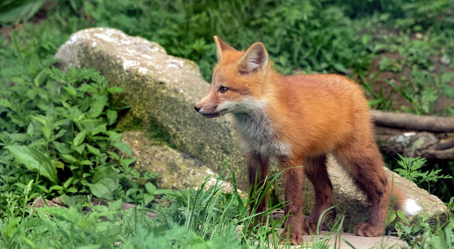Beautiful Red Fox Cub Photograph by Sam Rino