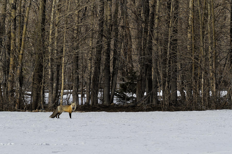 Beautiful Red Fox - No. 1 Photograph by Belinda Greb