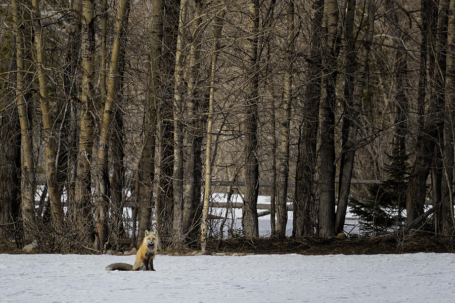 Beautiful Red Fox - No. 2 Photograph by Belinda Greb