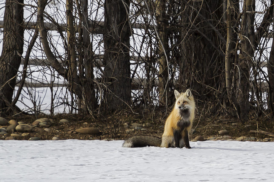 Beautiful Red Fox - No. 4 Photograph by Belinda Greb