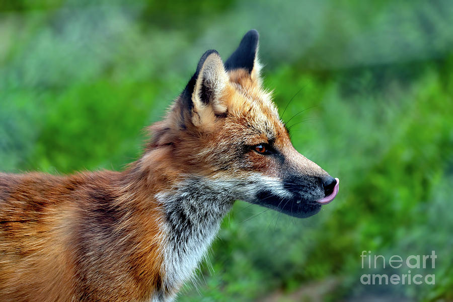Beautiful Red Fox Portrait Photograph by Sam Rino