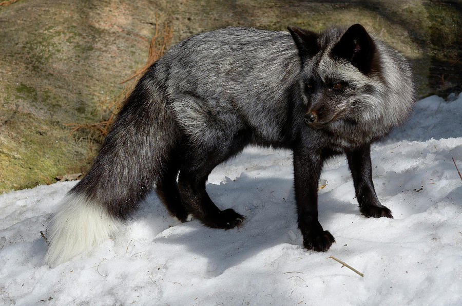 Beautiful Red Fox with black and silver markings in a snow cover ...