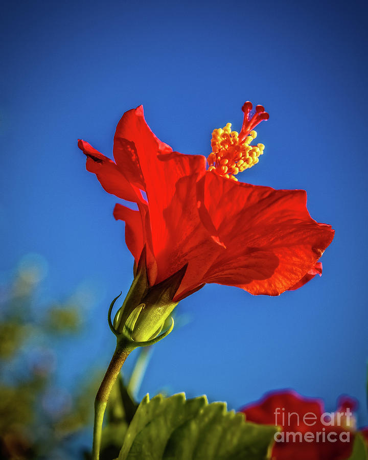 Flower Photograph - Beautiful Red Hibiscus by Robert Bales