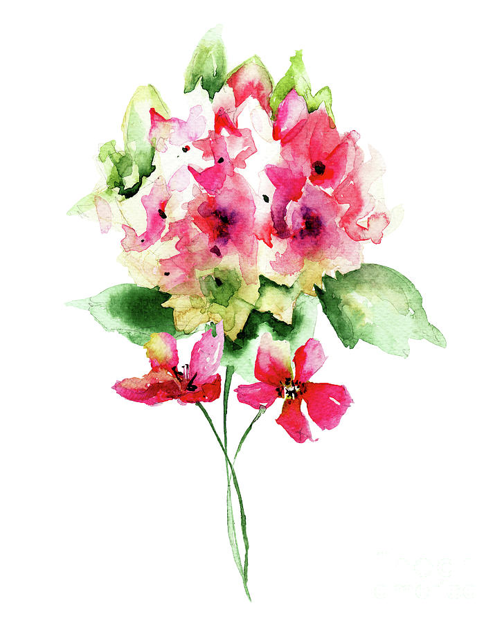 Download Beautiful Red Hydrangea Flowers, Watercolor Illustration ...