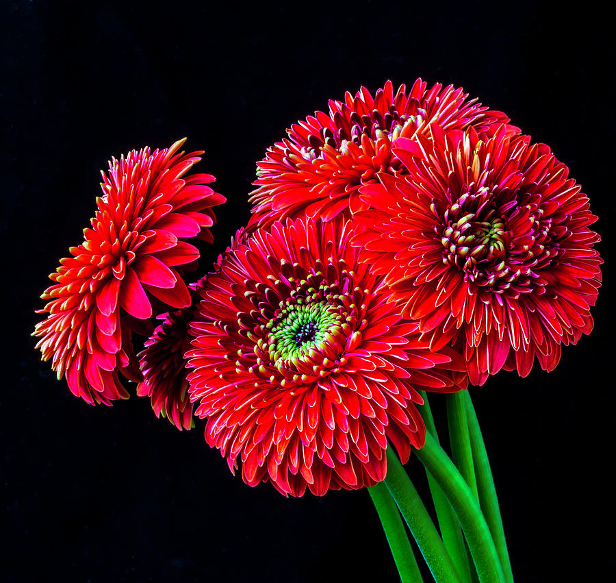Beautiful Red MUm Bouquet Photograph by Garry Gay