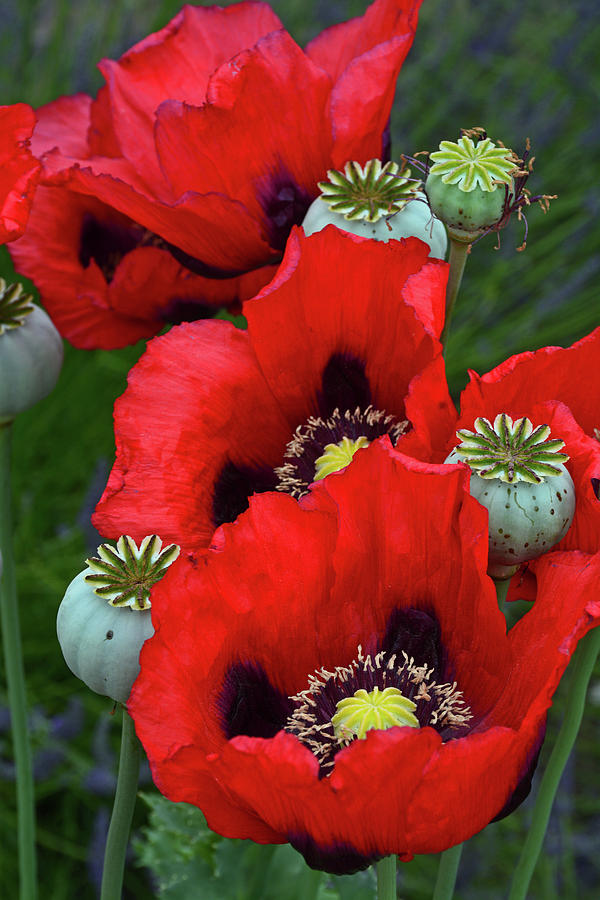 Poppy Photograph - Beautiful red poppies by Ingrid Perlstrom