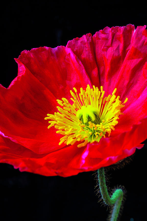 Beautiful Red Poppy Photograph by Garry Gay