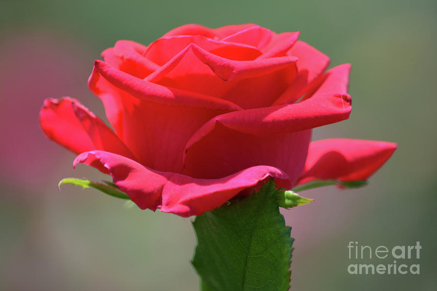 Beautiful Red Rose 2 Photograph By Ruth Housley