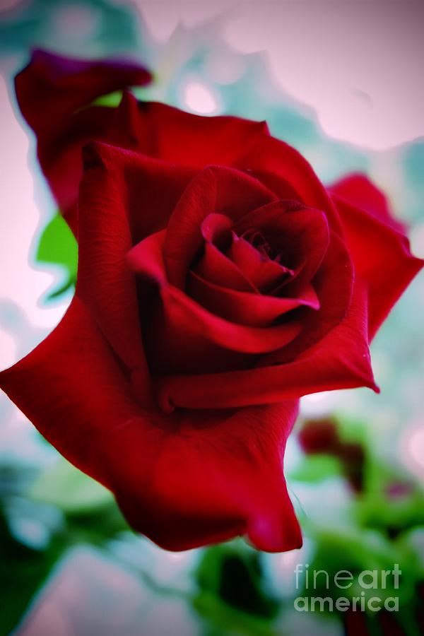 Beautiful Red Rose Abstract 2 Photograph by Tara  Shalton