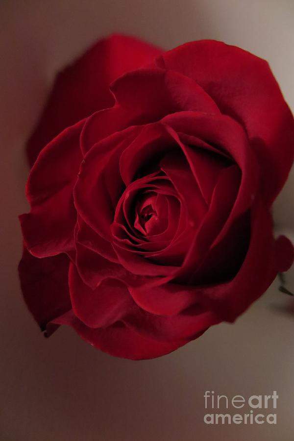 Beautiful Red Rose 3 Photograph by Tara  Shalton