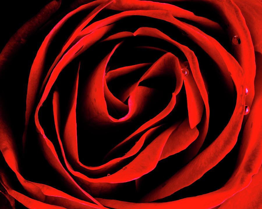 Beautiful red rose closeup Photograph by Vishwanath Bhat