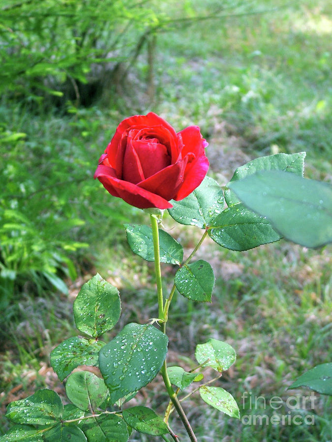 Beautiful Red Rose Photograph by Doris Blessington