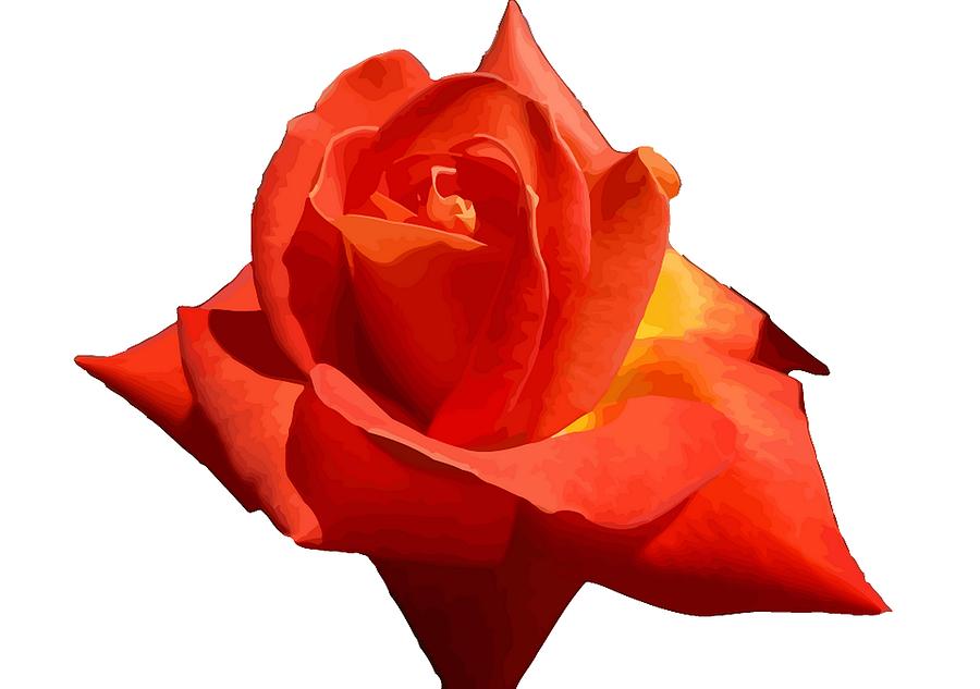 Beautiful Red Rose Photograph Vector Photograph