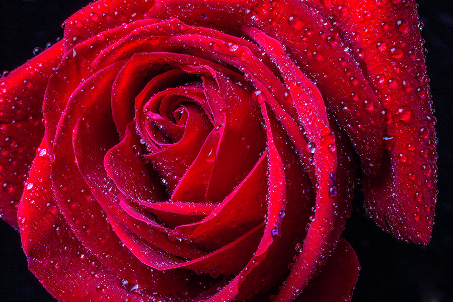 Beautiful Red Rose With Dew Photograph by Garry Gay - Fine Art America