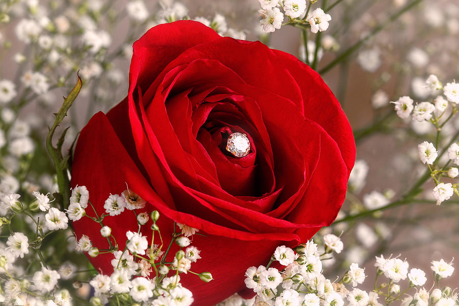 Beautiful Red Rose With Diamond Photograph by Tracie Schiebel