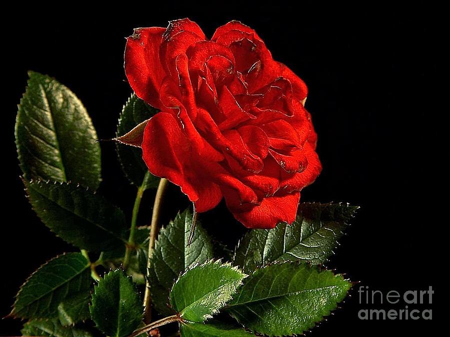 Beautiful Red Rose With Green Leafs Set In Black Background Digital Art by Vintage Collectables