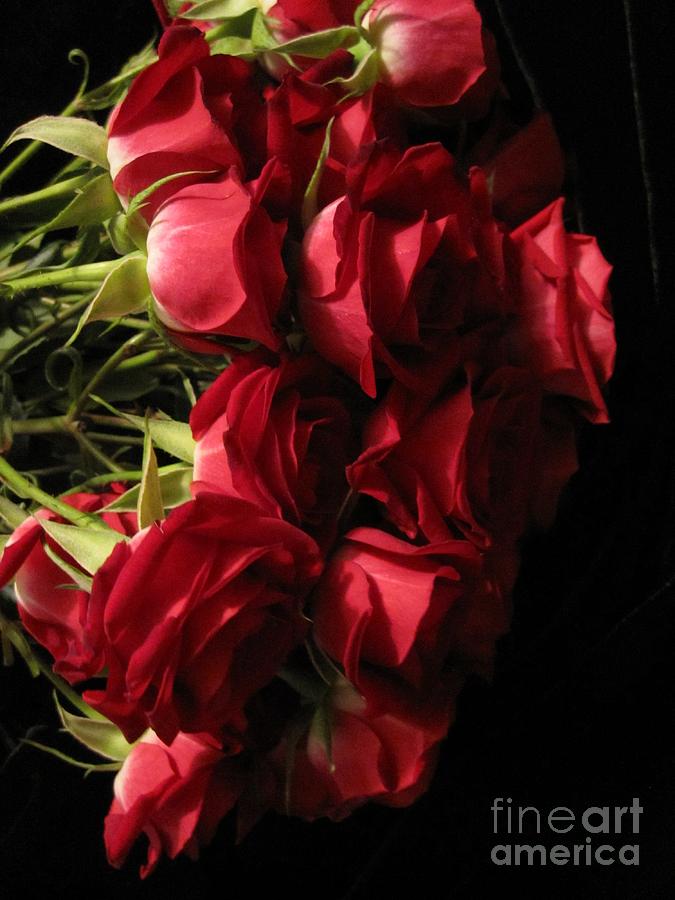 Beautiful Red Roses 2 Photograph by Tara  Shalton