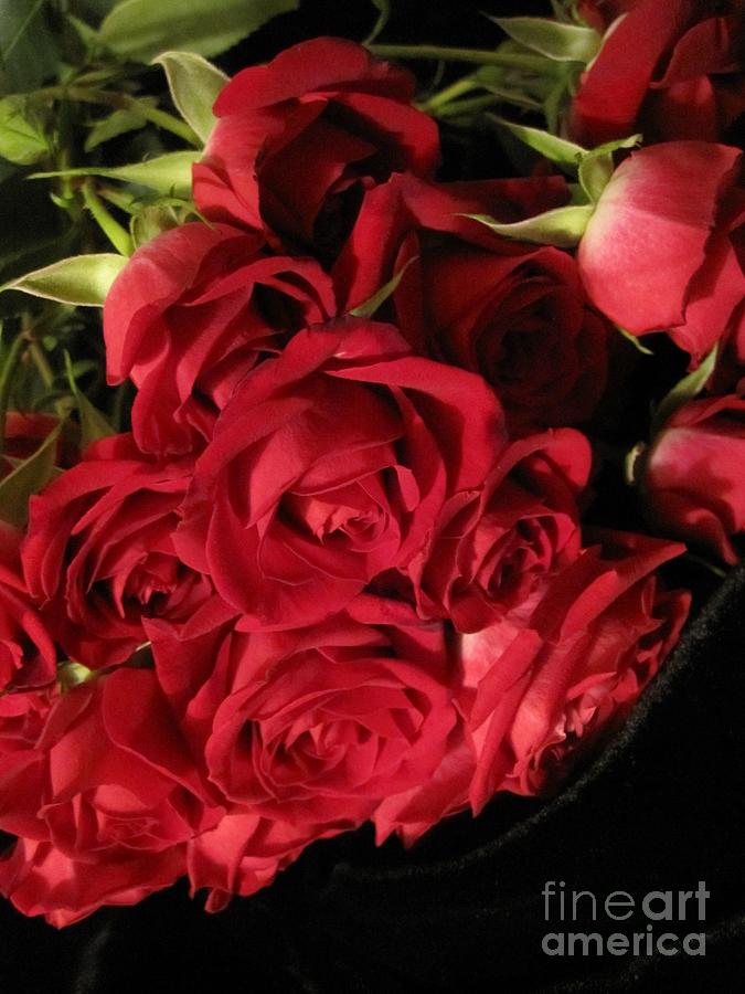 Beautiful Red Roses 4 Photograph by Tara  Shalton