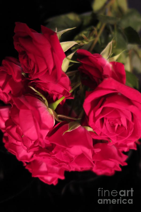 Beautiful Red Roses 5 Photograph by Tara  Shalton