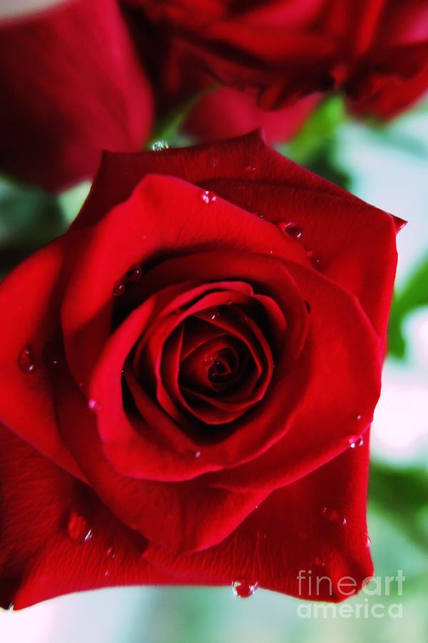 Beautiful Red Rose Abstract 3 Photograph by Tara  Shalton