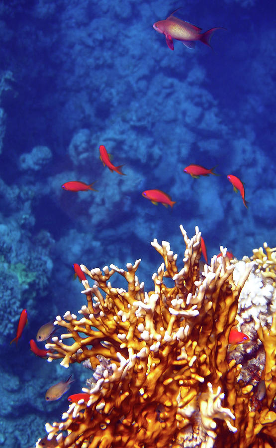 Unique Photograph - Beautiful Red Sea Anthias by Johanna Hurmerinta