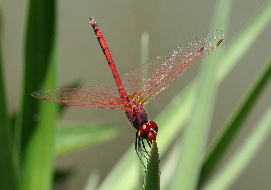 Beautiful Red Skimmer or Firecracker Dragonfly Photograph by Taiche Acrylic Art