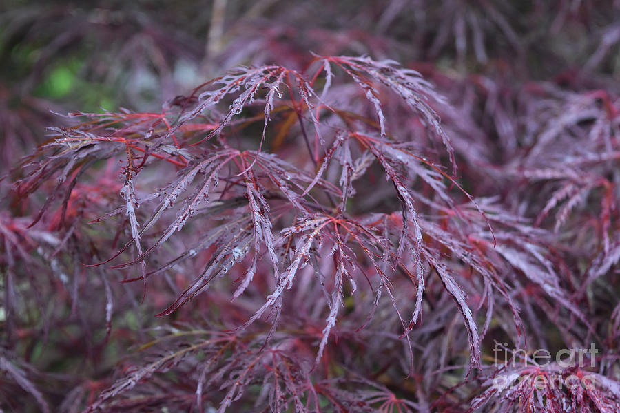 Beautiful Red Split Leaf Japanese Maple in Nature Photograph by DejaVu Designs