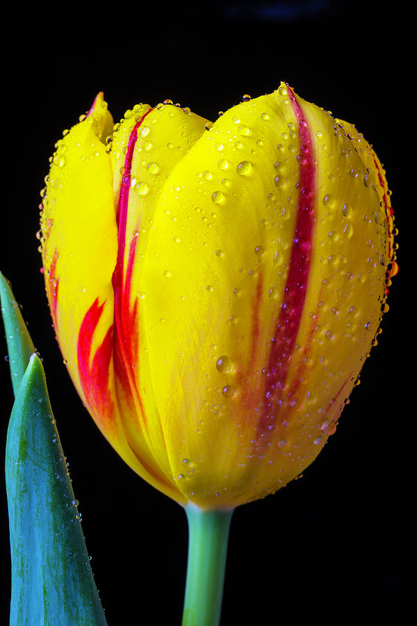 Beautiful Red Yellow Tulip Photograph by Garry Gay