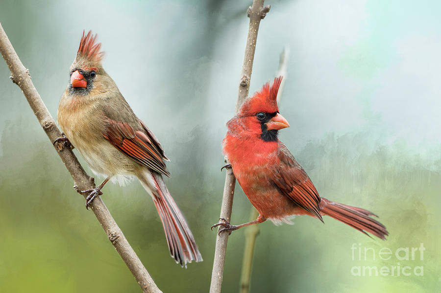 Beautiful Redbird Pair Photograph by Bonnie Barry