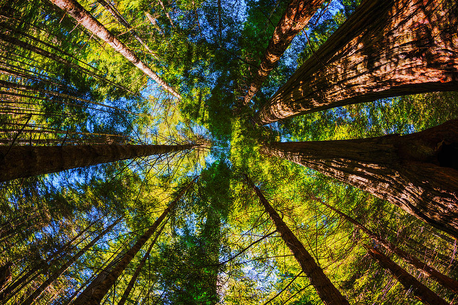Beautiful Redwood Trees in Redwood National Park California USA Photograph by Vishwanath Bhat