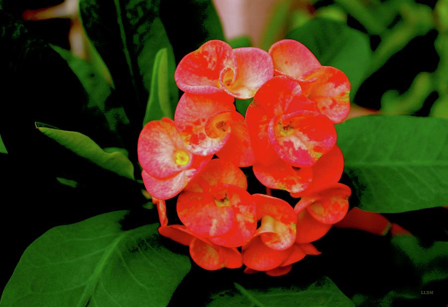Euphorbia Flower Photograph