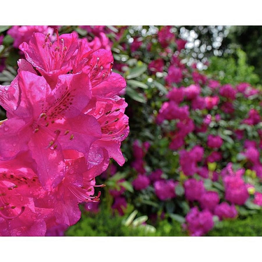 Beautiful Rhododendrons In Washington Photograph by Mike Warner
