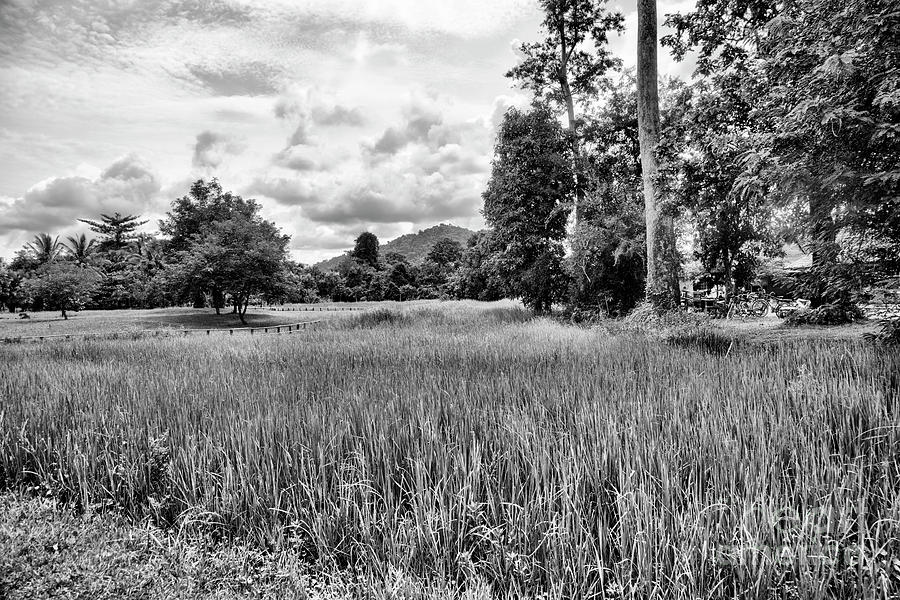 Beautiful Rice Fields Cambodia Black White  Photograph by Chuck Kuhn
