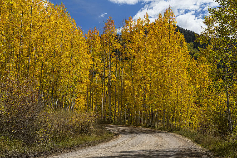 Fall Photograph - Beautiful Rocky Mountain Back Road  by James BO Insogna