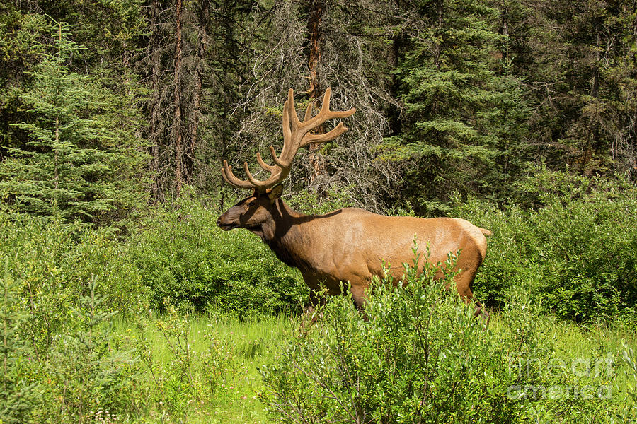Beautiful Rocky Mountain Elk Photograph by Patricia Hofmeester