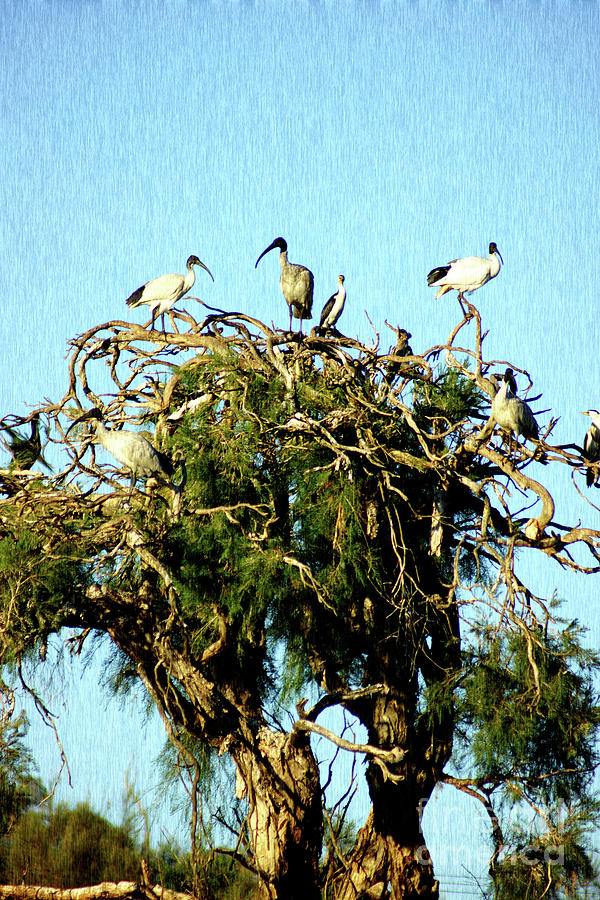 Beautiful Roosting Ibis Photograph by Cassandra Buckley