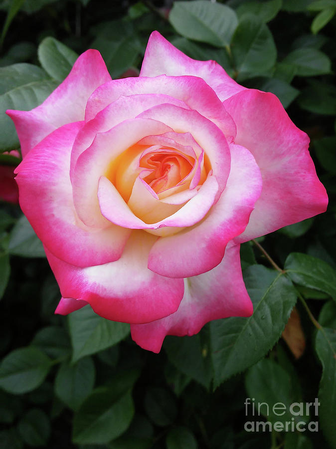 Beautiful Rose 2 Photograph by Jasna Dragun