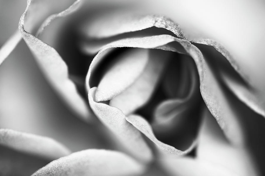 Beautiful rose abstract in monochrome Photograph by Vishwanath Bhat