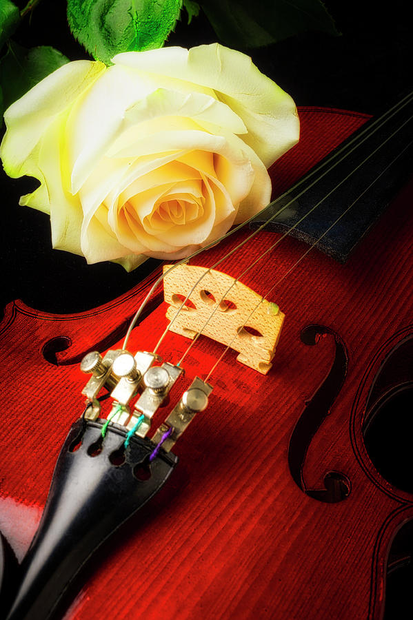 Beautiful Rose And Violin Photograph by Garry Gay