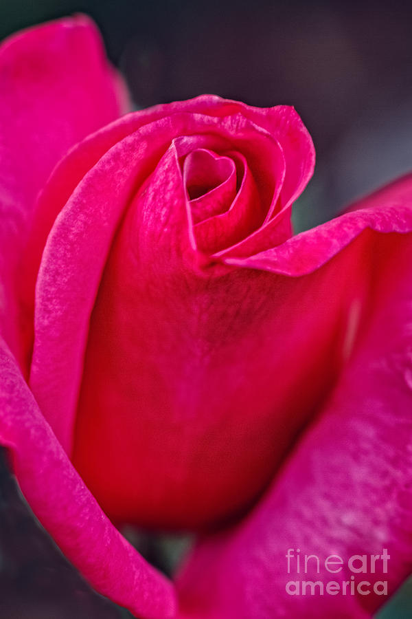 Beautiful Rose Bud Photograph by Robert Bales