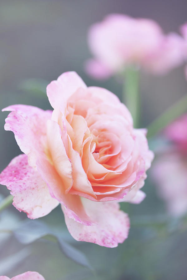 Flower Photograph - Beautiful rose by Iuliia Malivanchuk by Iuliia Malivanchuk