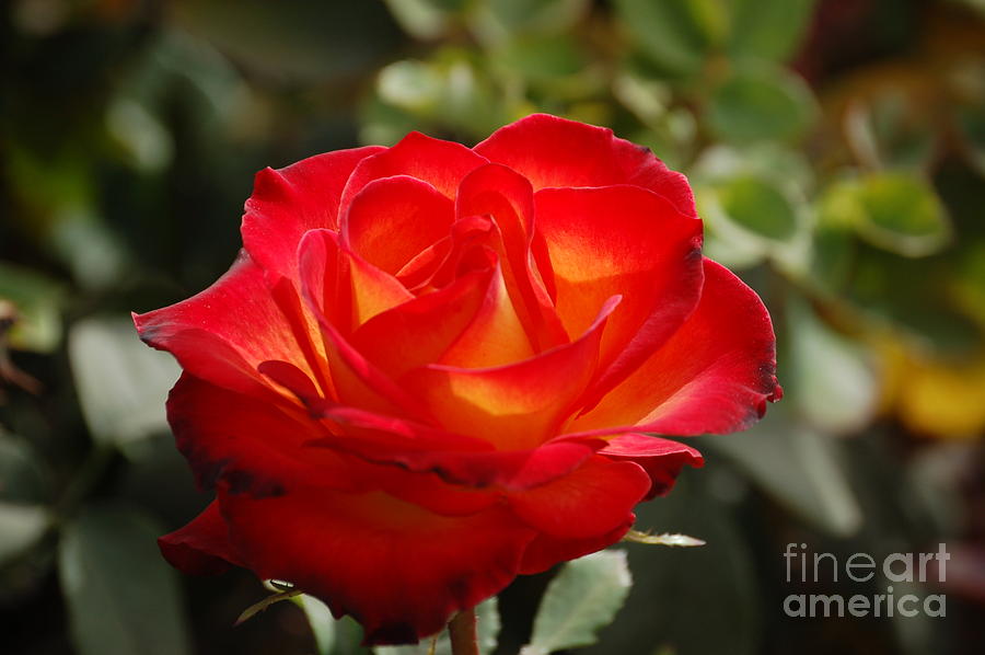 Beautiful Rose by Frank Stallone Beautiful Rose by Frank Stallone