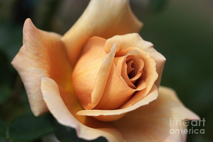 Nature Photograph - Beautiful Rose in Orange and Coffee by Joy Watson